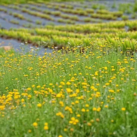 Quinta Do Mel Hétvégi ház Albufeira
