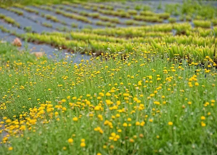 Quinta Do Mel Lantställe Albufeira